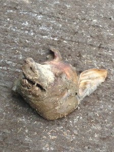 Pig's Head Left Outside the House of the Bradfordian Muslim female on the 14th of June 2013